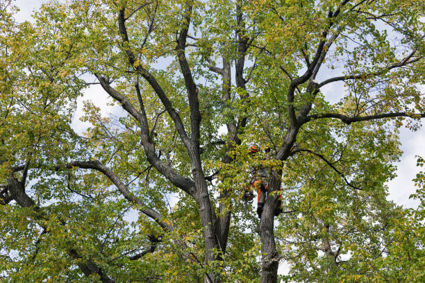 Best Storm Damage Tree Cleanup  in Vevay, IN